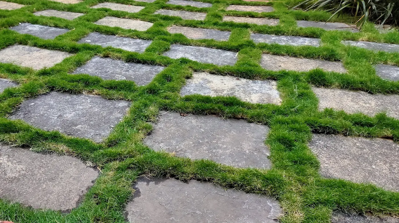 Square paver path set in a grid with turf grass between the slabs