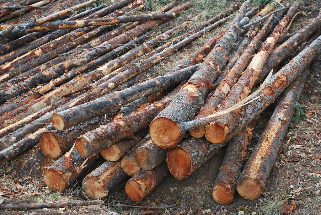 Limbed conifer logs stacked on the ground after tree work