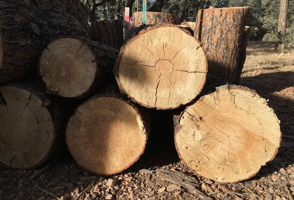 Fresh cut pine log rounds stacked in warm light