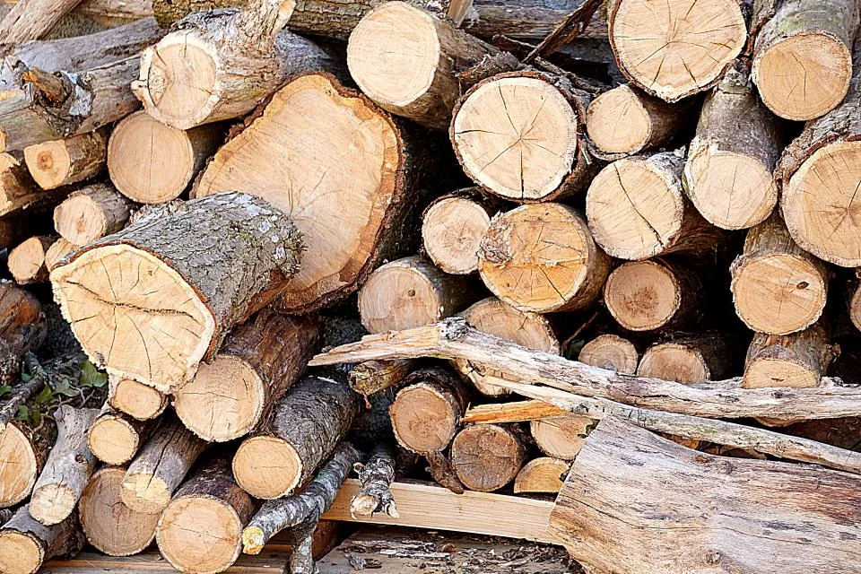 Close-up of freshly sawn log rounds with visible growth rings