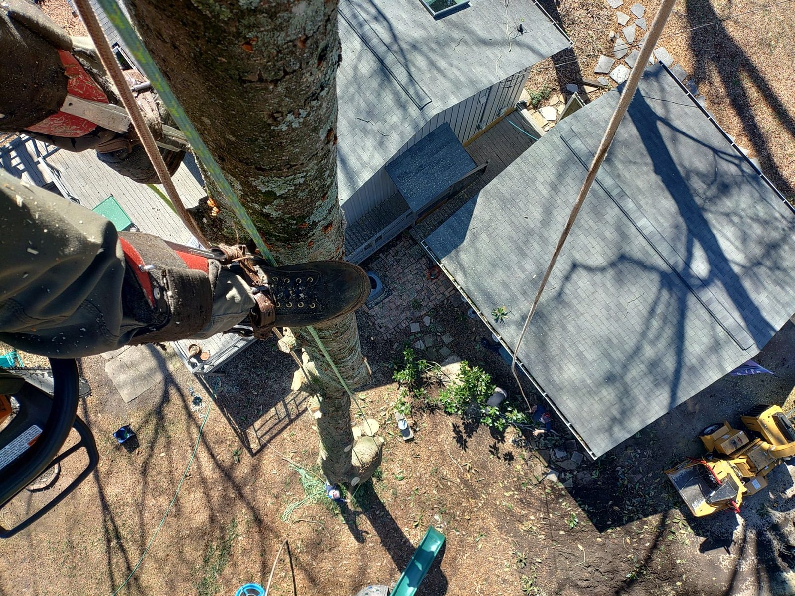 View straight down a tree trunk from the climber's boots to a roofline, a chipper and the yard below