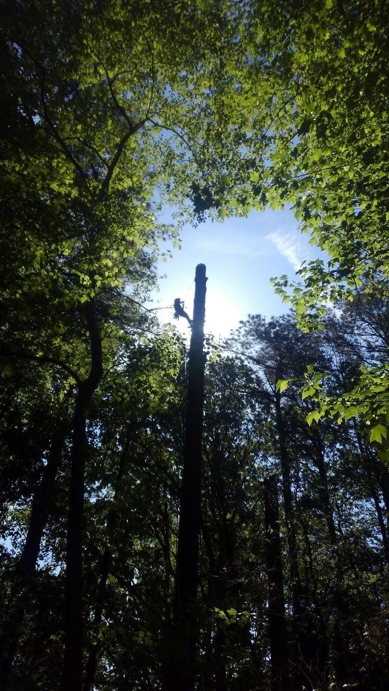 Climber in silhouette at the top of a tall trunk, framed by a bright gap in the forest canopy